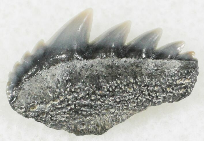 Fossil Cow Shark (Notorynchus) Tooth - Maryland #24271